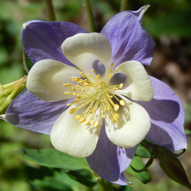 Columbine Flower