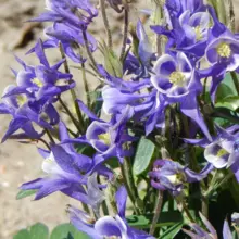 Colorado Flower | Columbine
