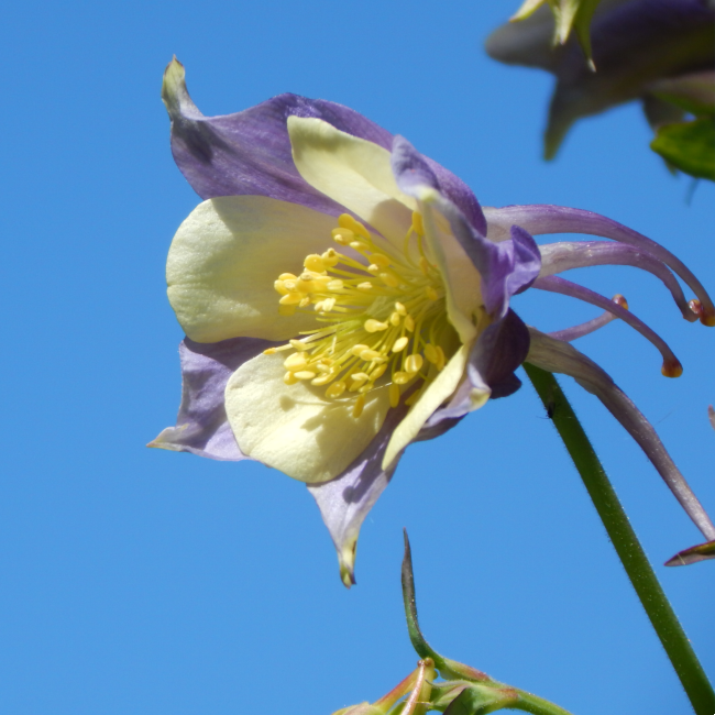 State Flower | Columbine