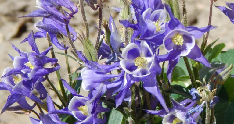Colorado State Flower | Columbine