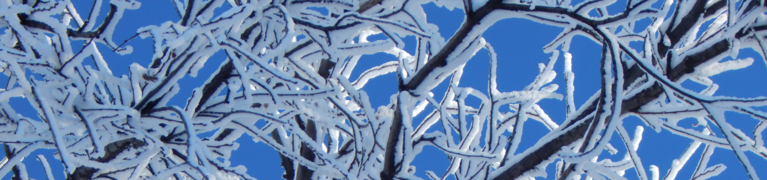 Winter trees