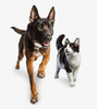 Cat & Dog